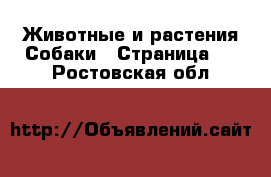 Животные и растения Собаки - Страница 2 . Ростовская обл.